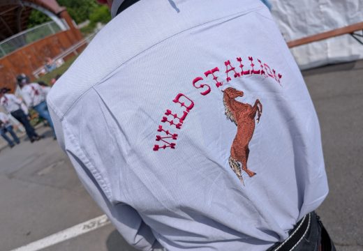 Wild Stallion
