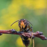 🐝 Attention au frelon asiatique
