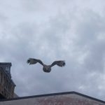 𝑽𝑰𝑳𝑳𝑬 𝑫𝑬 𝑫𝑰𝑵𝑨𝑵𝑻 – 𝑪𝒐𝒎𝒎𝒖𝒏𝒊𝒄𝒂𝒕𝒊𝒐𝒏 𝒐𝒇𝒇𝒊𝒄𝒊𝒆𝒍𝒍𝒆 – 𝑨𝒕𝒕𝒂𝒒𝒖𝒆𝒔 𝒅𝒆 𝒃𝒖𝒔𝒆